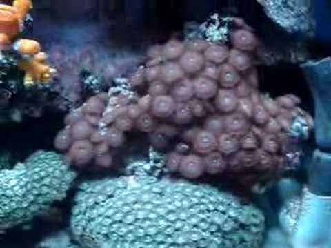 Reef Tank(23/01/2008)
