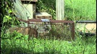 preview picture of video 'Trapping Hungry Ground Hog By D&R Pest Control LLC 63090  http://www.drpest.net'