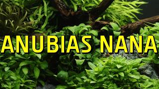 Download lagu Anubias Nana Live Aquarium Plant Complete Guide mp3
