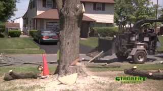 preview picture of video 'Tree Removal Services in New Castle DE- Strobert Tree Services'