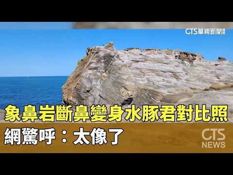 象鼻岩斷鼻變身水豚君對比照曝　網驚呼：太像了