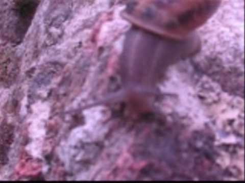 the centurions - Intoxica