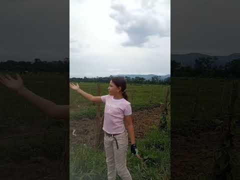 Fincas de Moroturo Lara-Venezuela #parati