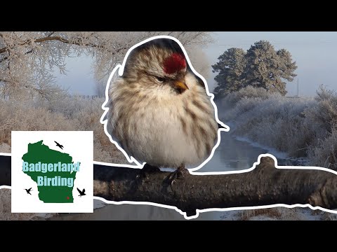 Finding Common Redpolls During an Irruption Year