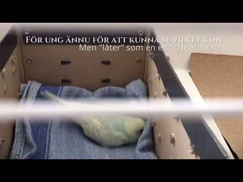 Dagen då vi hämtade lilla Ulla. Då sex veckor gammal.