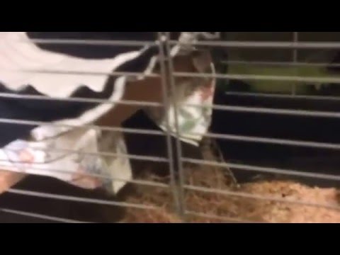 comment construire une grande cage a lapin