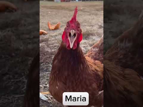 MARIA - găina strigâ