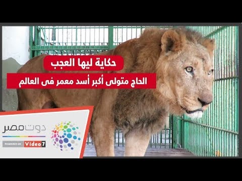 حكاية ليها العجب.. الحاج متولى أكبر أسد معمر فى العالم