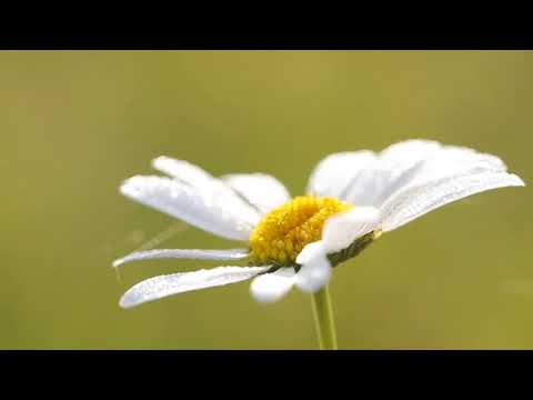 #YOU_TUBE | Kurukku Chiruththavale | BGM | Kurukku Chiruththavale song | Mudhalvan | A.R.Rahman | Ar