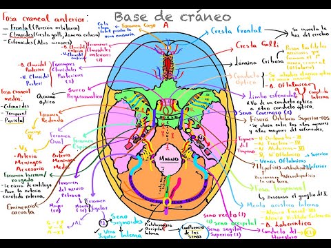 BASE DE CRÁNEO