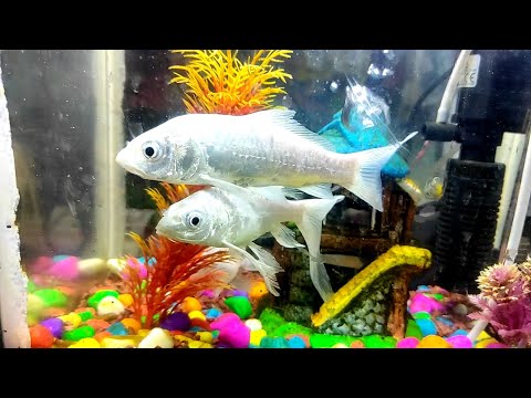 Sneyha, Arbin & Javan Fun Playing With Real Fish in Inflatable Swimming pool | Cute Sneyha's Show #1