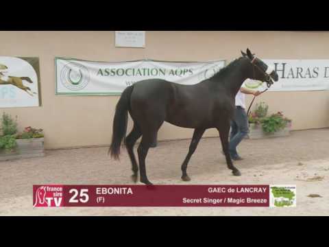 Concours AQPS Cercy 2016 Lot 25 : EBONITA