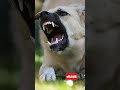 Aggressive Dog Barking! LARGE DOG BARKING! #dog #subscribers #youtuber