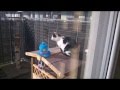Katze Sanny am Balkon in der Sonne :-) 
