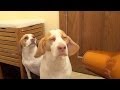 Dog Loves Blow Dryer: Cute Dog Maymo 