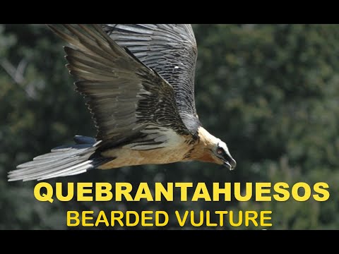 QUEBRANTAHUESOS | BEARDED VULTURE | Gypaetus barbatus