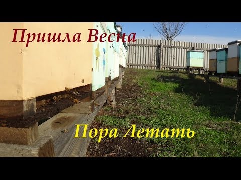 Активация пчелы Весенний старт