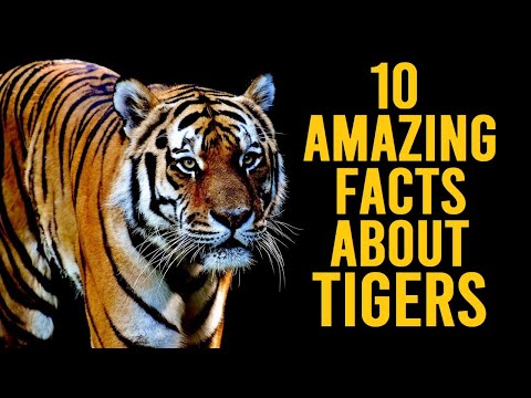 10 Amazing Facts About Tigers