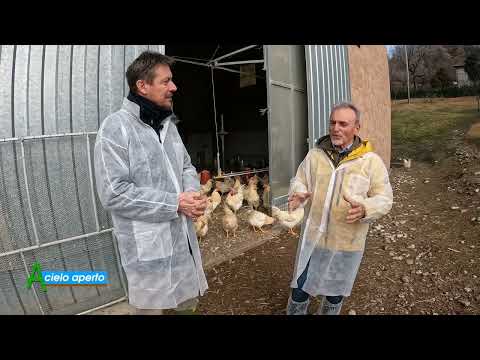 Puntata del 12-01-2025 - 3° parte I CAPPONI DELL'ALLEVAMENTO TERRE DI PEZZANO