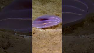 Shimmering Comb Jelly! | Nautilus Live  #underwater #jellyfish #deepsea #evnautilus