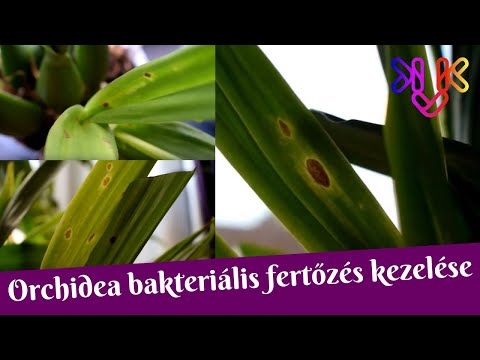 Vitaminok artrózis kezelésére injekciókban