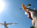 Seagull Eats A Cheeto