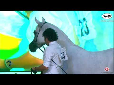 N 23 ALAALIA AL WAAB   The Kingdom AHF for Straight Egyptians 2022   Fillies 2 Years Old Class 2A