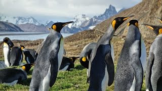 🚢 Voyage along South Georgia 🐧