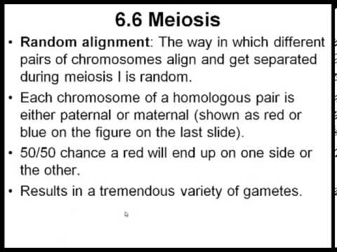 Chapter 6, Part VI (Genetic variation)
