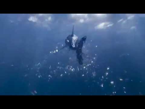Mako short video by Florida Sounds