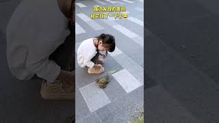 Sara Queen - Cat and frog ? ? _ _turtle _cat _friends _catreels _catloverusa _catvideos _playtime _