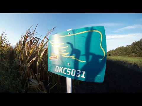 Dekalb DKC5031 kukorica vetőmag KukoricaVetőmag.hu Kft. 2017