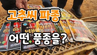 고추씨 파종 올해는 어떤 품종을 ? 방탄복 더큰천불 청양