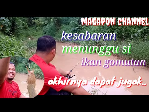 Si ikan turongow yang cantik..dan gomuatan jangutan😄