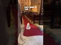 This Dog Got Married