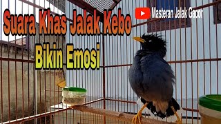 Download lagu Pancingan Jalak Kebo Muda dengan Suara Khas Jalak Kebo Gacor Bikin Emosi Jalak Lainnya mp3 Download lagu Pancingan Jalak Kebo Muda dengan Suara Khas Jalak Kebo Gacor Bikin Emosi Jalak Lainnya mp3