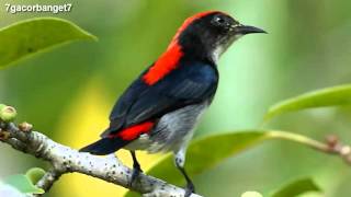 Download lagu Kicau Burung Cabai Merah - Chirp of Bird mp3