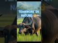 A peaceful buffalo & its little bird friend enjoying the day together #natureshorts #buffalo #bird