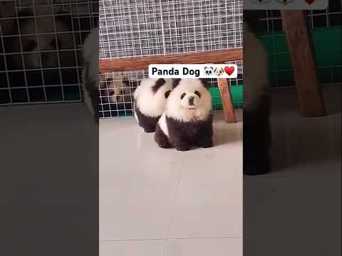 Panda dog