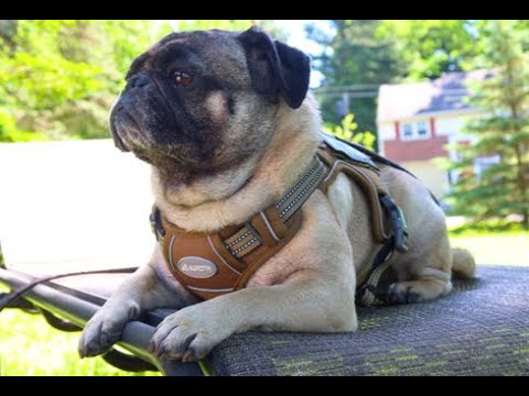 Auroth Tactical Dog Harness Military Style Vest Review