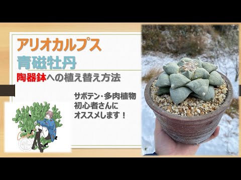 牡丹の鉢植え栽培:こうなる 植物