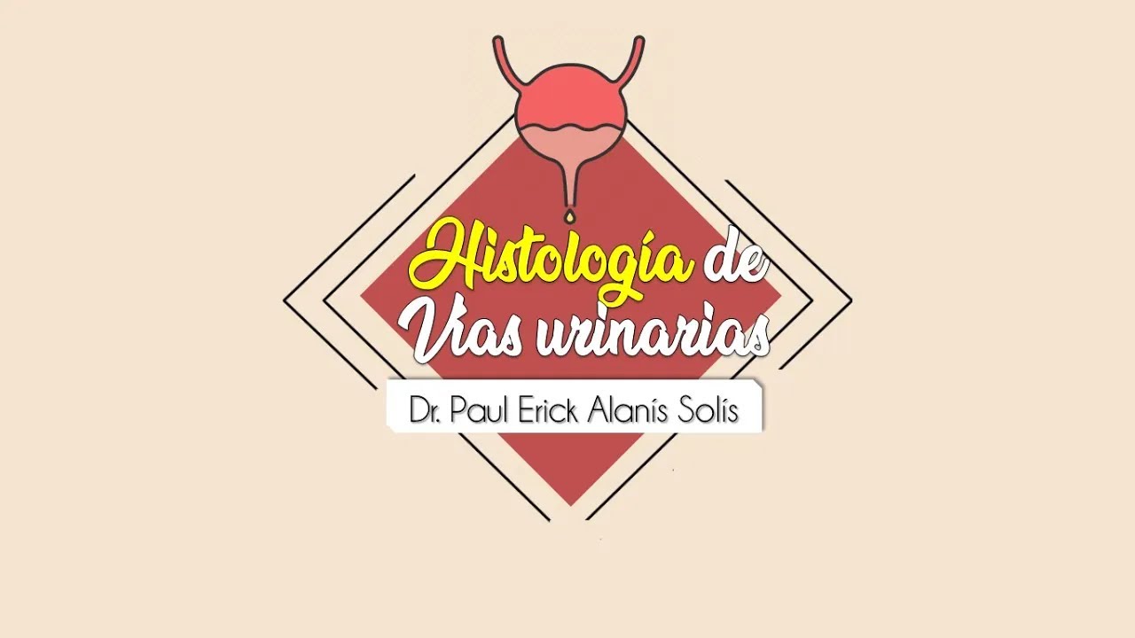 Histología de las Vías urinarias