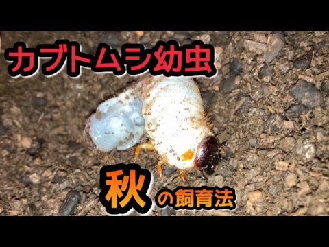 カブトムシや幼虫から作られた代替食品が増加中
