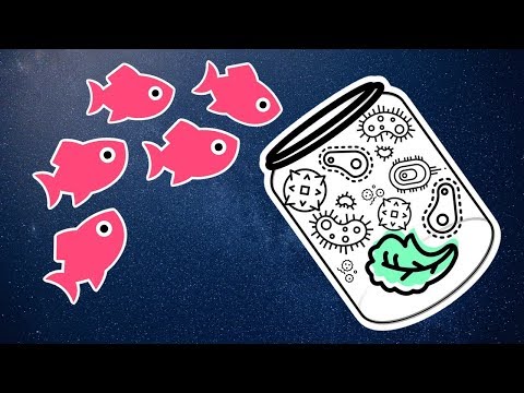 How to Make Infusoria for Baby Fish