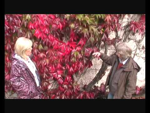 Parthenocissus tricuspidata   Boston Ivy.wmv