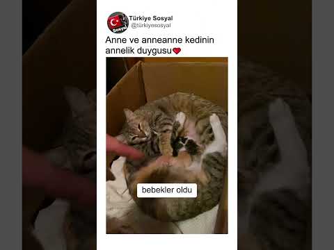 Anne Kedi ve Anneanne Kedinin Anne İçgüdüsü🥰💛👏