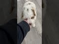 Goldendoodle dogs for sale: Wesley - Video 1