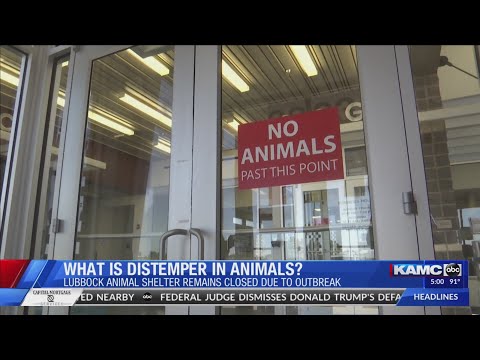 What is distemper in animals?