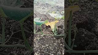 * Film, Actress Eli Padhi Nka * Plz........