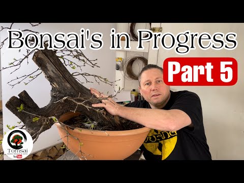 Bonsai’s in Progress #5 Bonsai 16/23